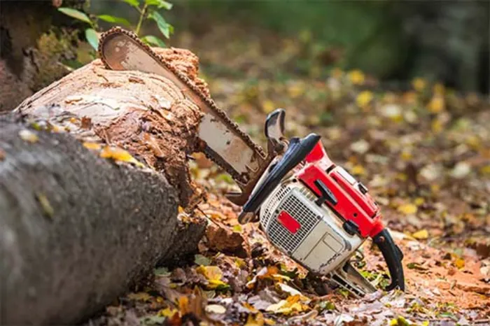 Tree Removal