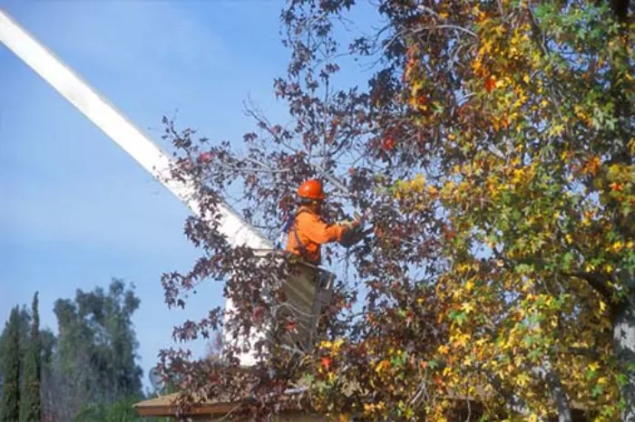 Tree Trimming